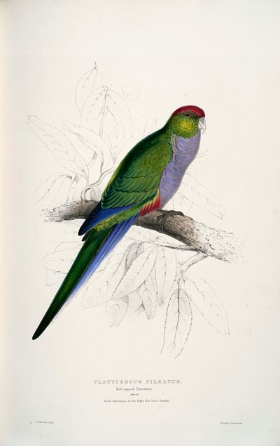 Purpureicephalus Spurius by Edward Lear